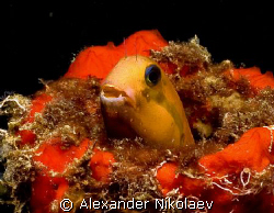 Blenny. Canon 40D, SIGMA 50mm MACRO. by Alexander Nikolaev 